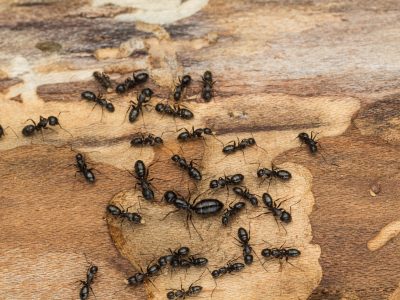 Black Ant Carpenter Ant Removal and Control or Treatment - Carnegie Exterminators