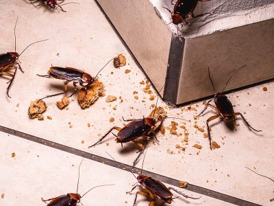 Cockroach Removal : Prevention and Treatment