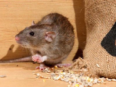 Rodent Control : Removal - Carnegie Exterminators