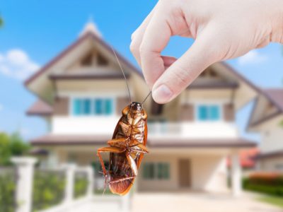 Hand holding Cockroach on house background, eliminate cockroach in house,Cockroaches as carriers of disease