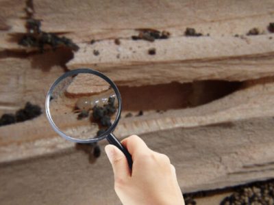 termite-inspection-1-600x400